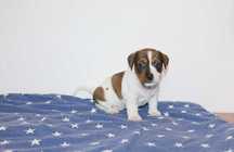Jack Russel  Terrier suczka FRIDA.