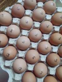 Декабл Уран Браун яйцо инкубационное вся Украина