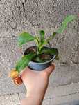 Plantas carnívoras
