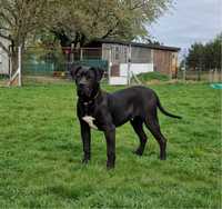 Presa Canario dog kanaryjski