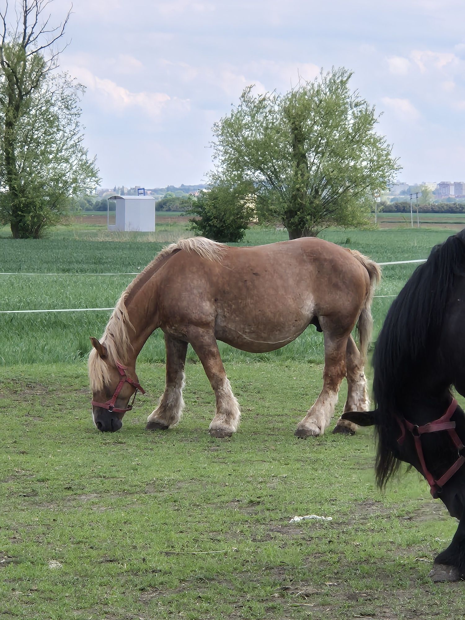 Sprzedam klacz zimnokrwistą sztumską