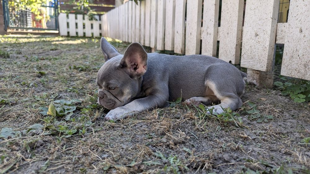 Бюджетно дівчинка французького бульдога