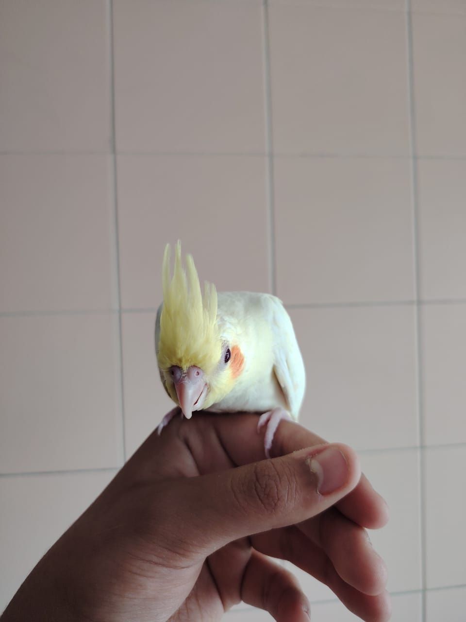 Cattura lutino criado a mão