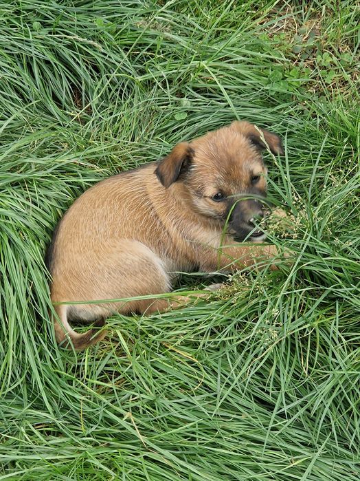 Oddam pieski w dobre ręce