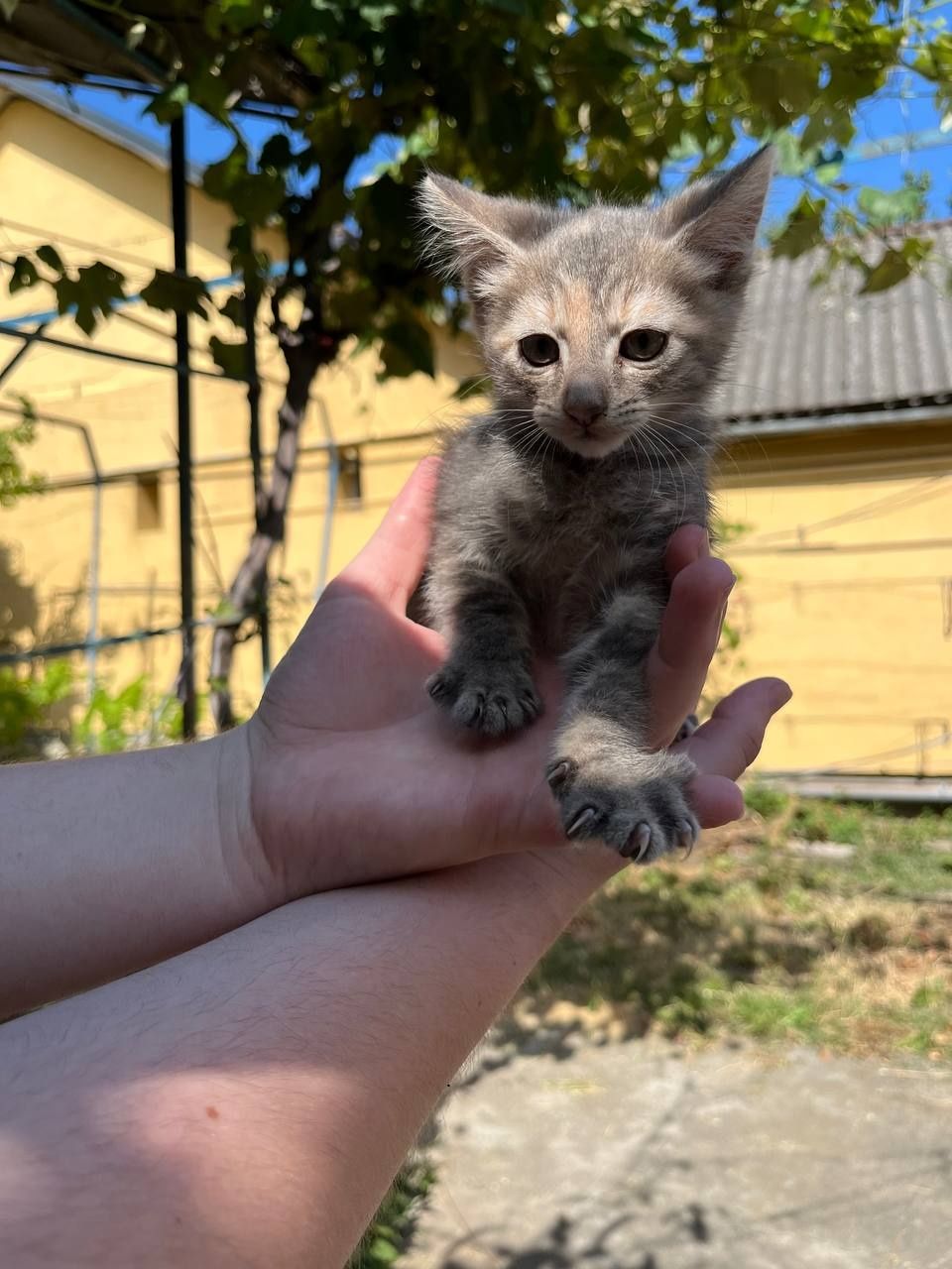 Віддаю котиків в добрі руки (3)
