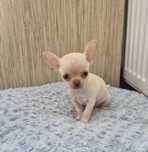 Chihuahua krótkowłosa
