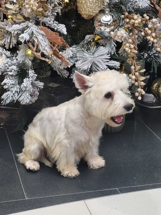 Цуценята Вест Хайлінд Уайт Тер'єр