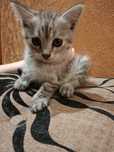 Кошенята безкоштовно