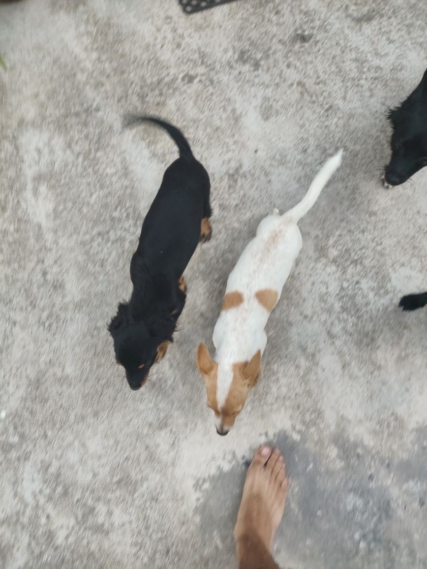 Cães pequenos para adotar