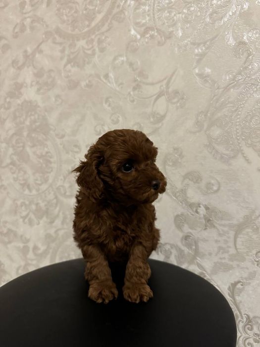 Дівчинка ред той пудель КФСУ