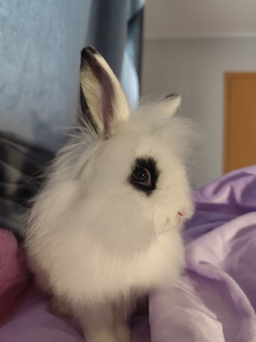 Sprzedam samice królika lwiego