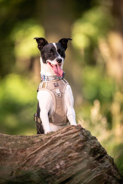 Modi – młody psiak szuka cierpliwego i spokojnego domu