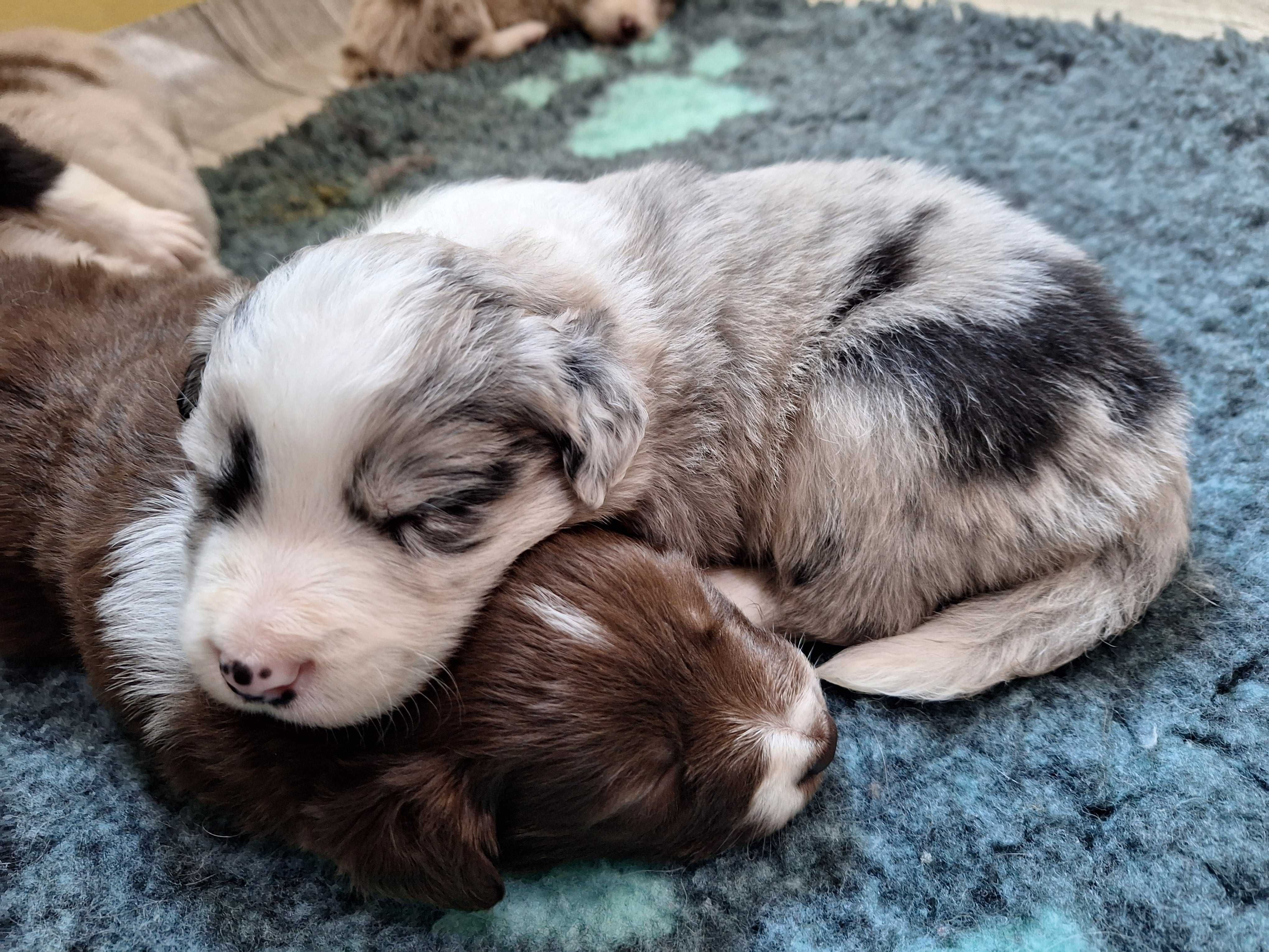 Piesek Border Collie Blue Merle