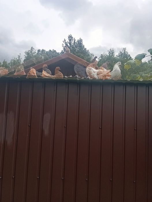 Pawiki Mielec gołebie ozdobne