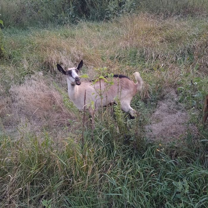 Продам кізоньку-альпійку Камілу