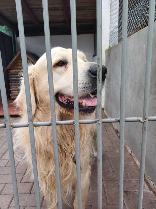 Goldi pies piesek gloden retriever w typie golden retriever szuka domu