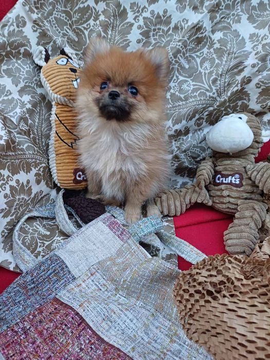 Вона красуня-померанський шпіц.