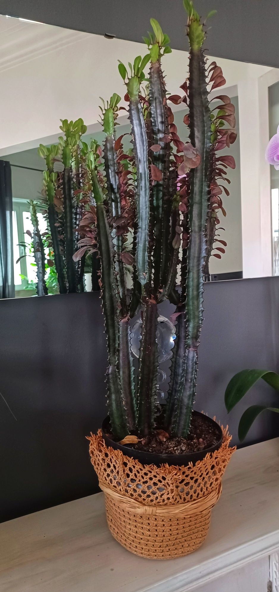 Cacto candelabro jade 95cm (Feng Shui)