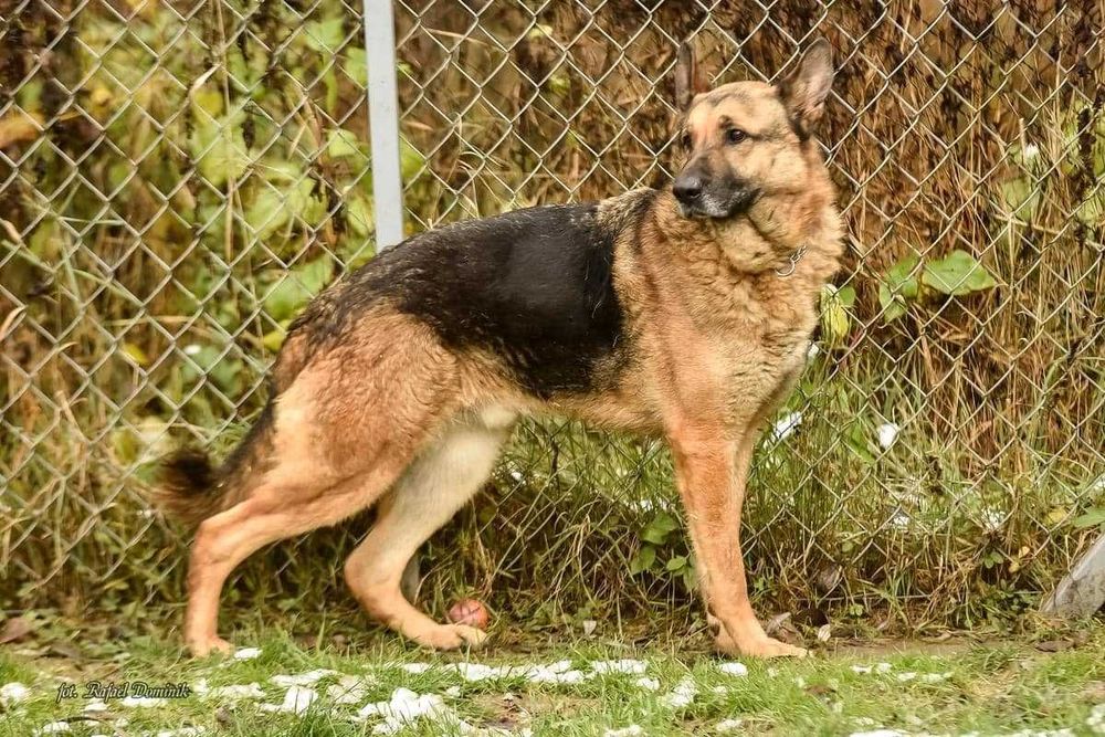 Gold pilnie szuka kochającego domu!