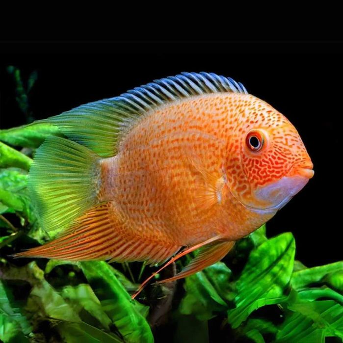 Severum Red - Sklep Zoologiczny