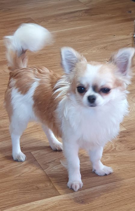 Длинношерстная чихуахуа девочка