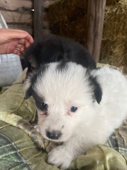 Цуценята в добрі руки.