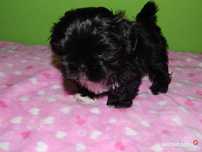 *** Shih Tzu Prześliczne Czarne Maluszki Wielkości Yorka ***