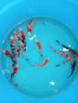 Carpas koi tricolor