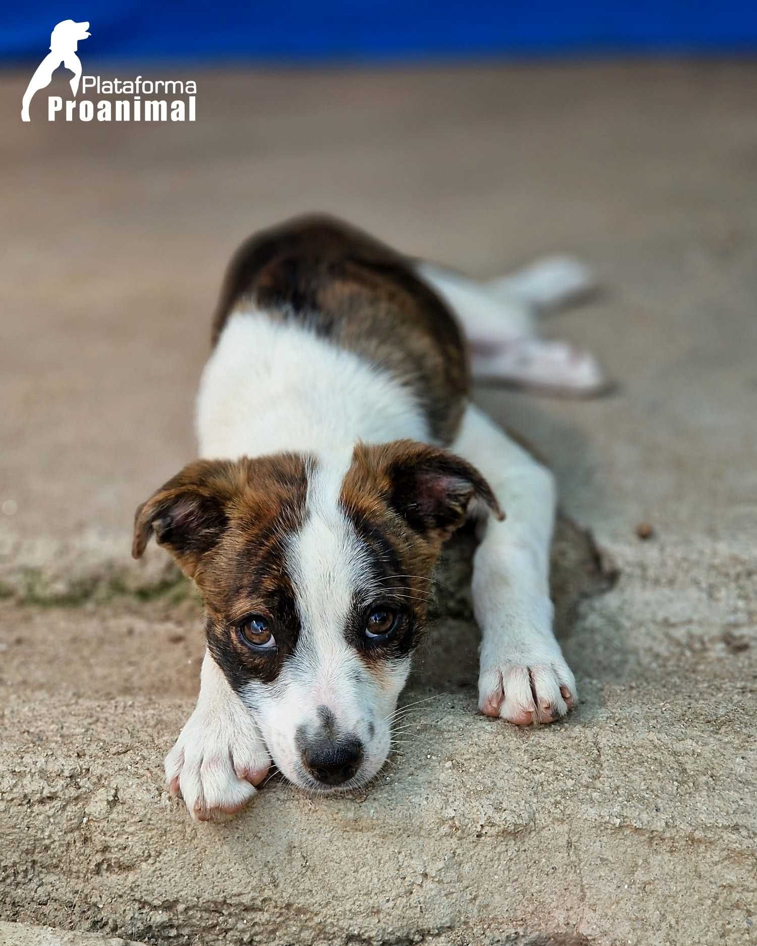 PIPO - Cãozinho Bebe para Adoção