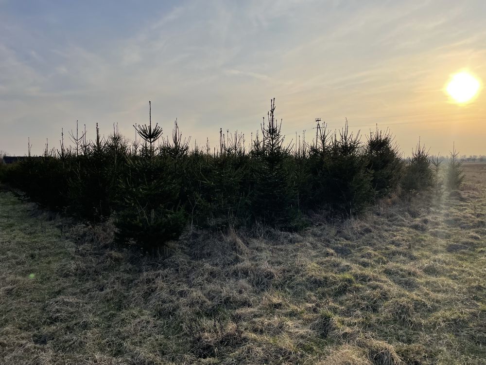 Świerki, choinki duża  ilość