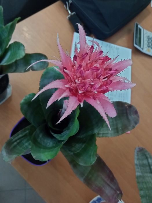 Ехмея полосата  вазон