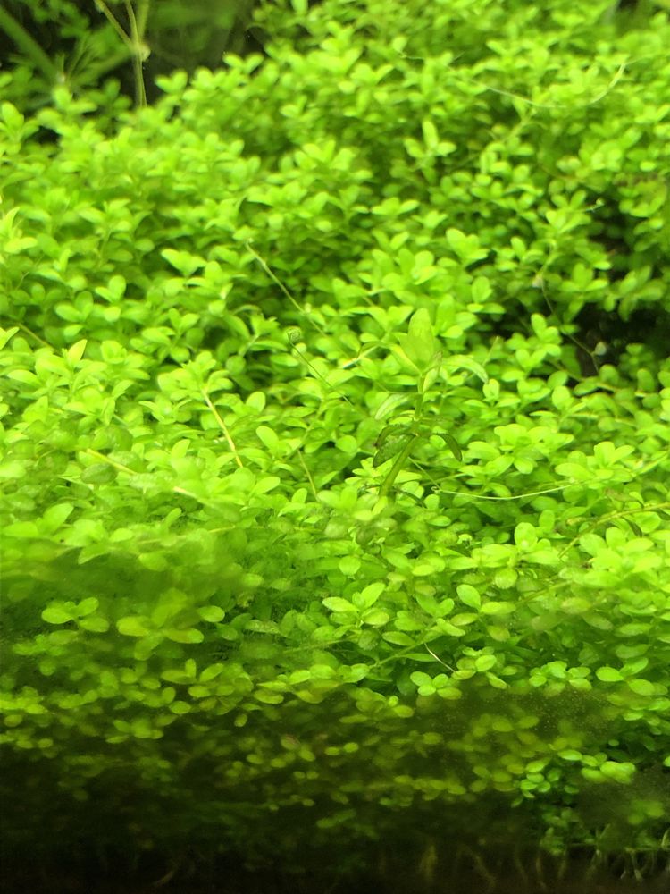 Mały Heniek – Hemiantus callitrichoides trawnik do akwarium