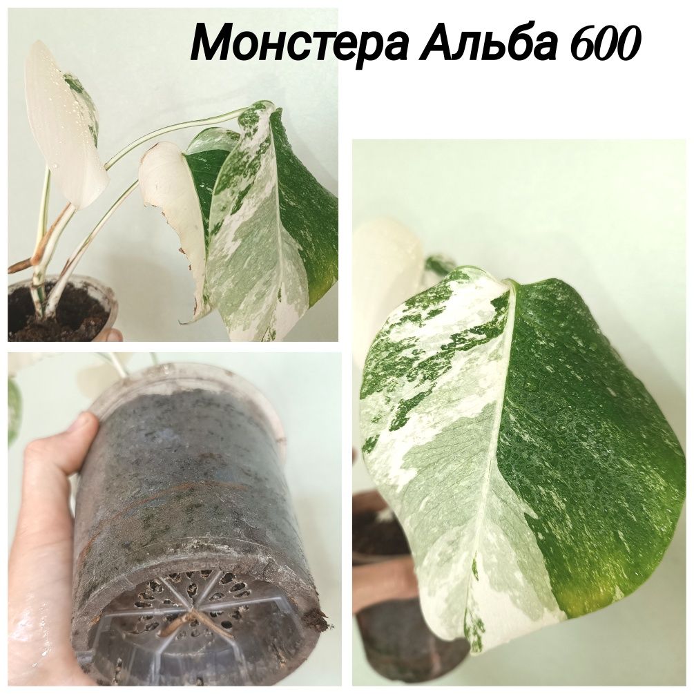 Монстера Альба, Варієгатна