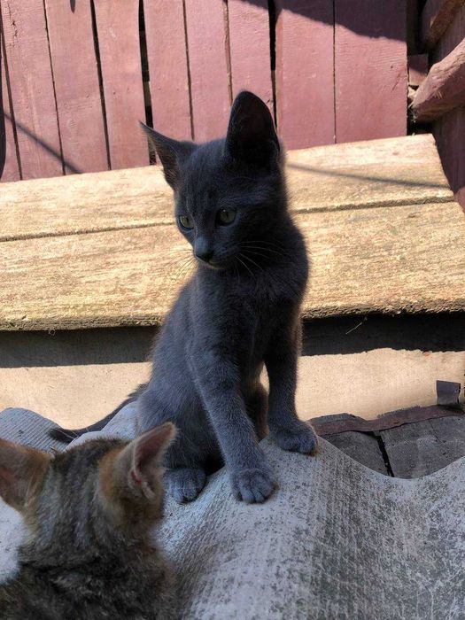 Котенята в добрі руки