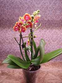 Орхідея "Краплини сонця" ароматна з дєткою