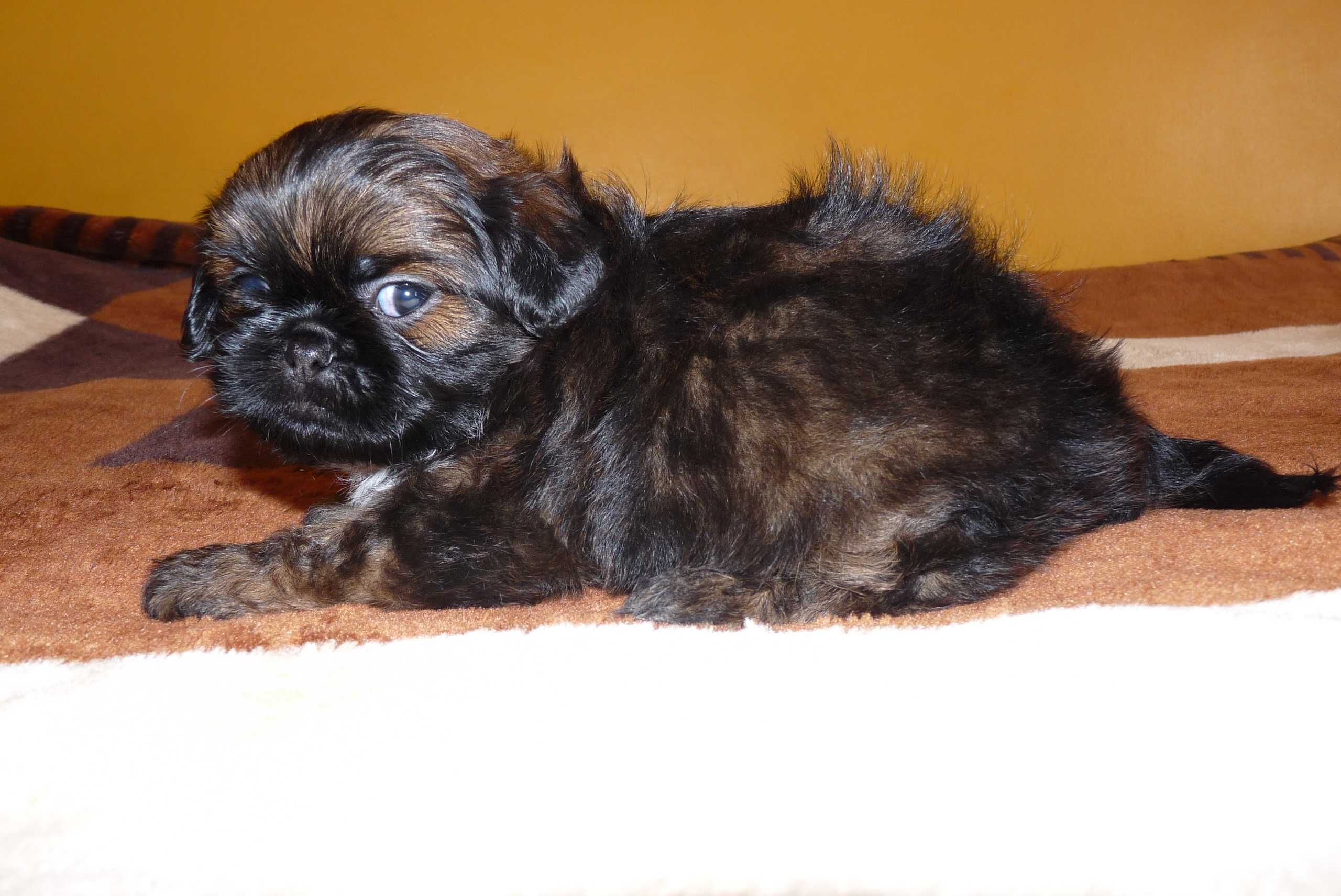 Shih Tzu, piesek Teo do odbioru od 9 sierpnia.