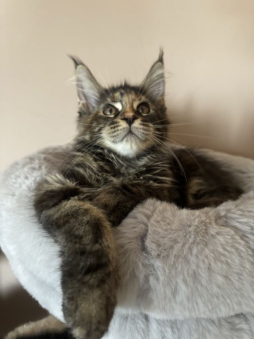 Maine Coon - Torbie (com LOP)