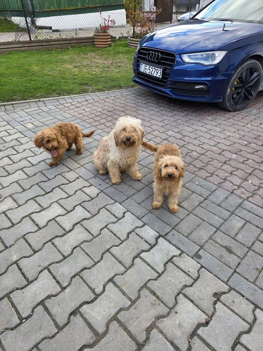 Goldendoodle f1b mini odchowany