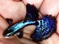 Gupik gupiki Purple Dragon Dumbo Halfmoon blue samce i samice