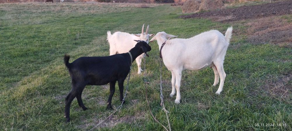 Козюха первістка погуляна, її хлопчик і дівчинка