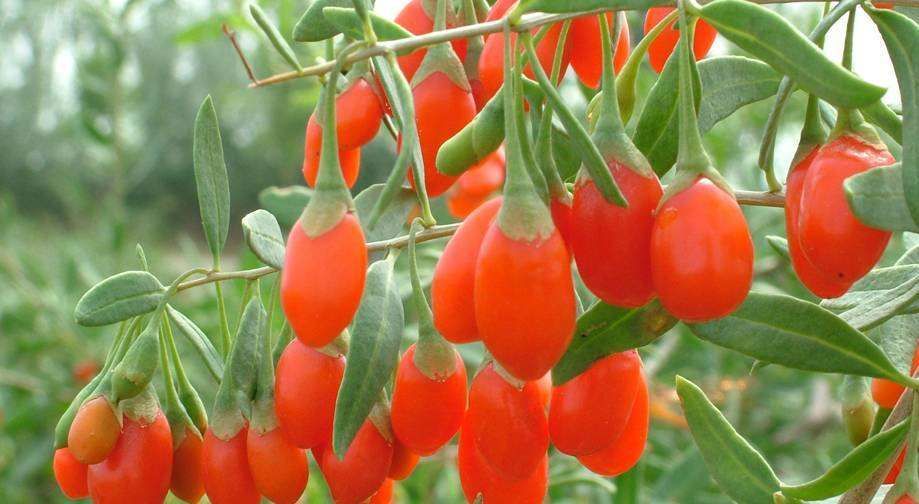 50 Sementes de Goji (Lycium barbarum)