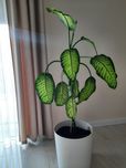 Kwiat  difenbachia