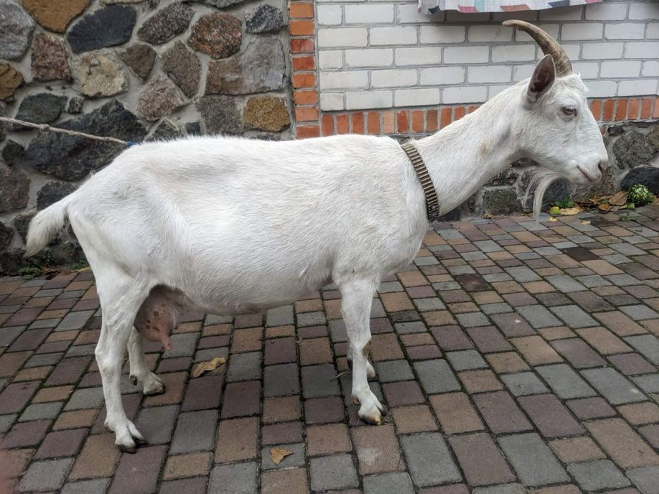 Коза Заанецька - Англонубка %