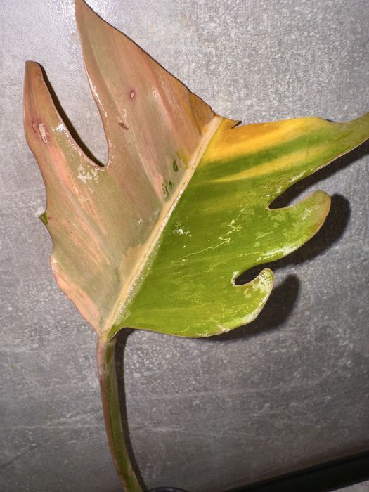 Філодендрон Caramel Marble Pink