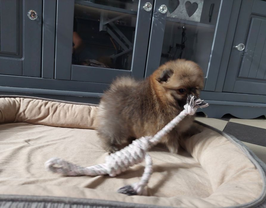 Szpic miniaturowy sunia