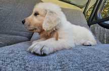 Piesek Golden Retriever z rodowodem cudny
