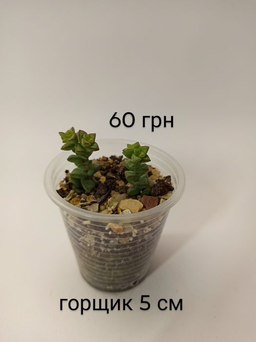 Сукулент Crassula Rupestris Tom Thumb