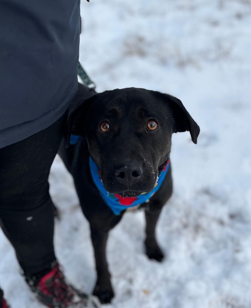 Wronka w typie labradora do adopcji ze schroniska