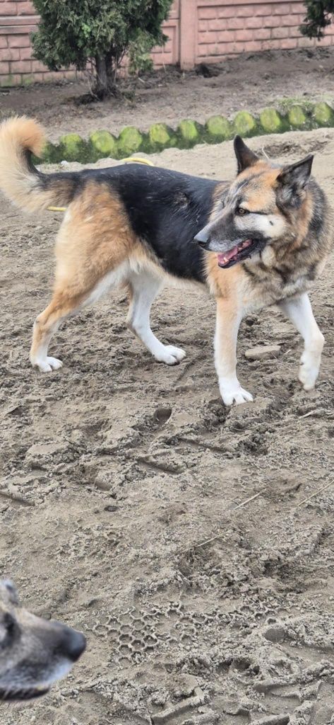 JOLA – cudowną sunia w typie owczarka niemieckiego,  szuka domu
