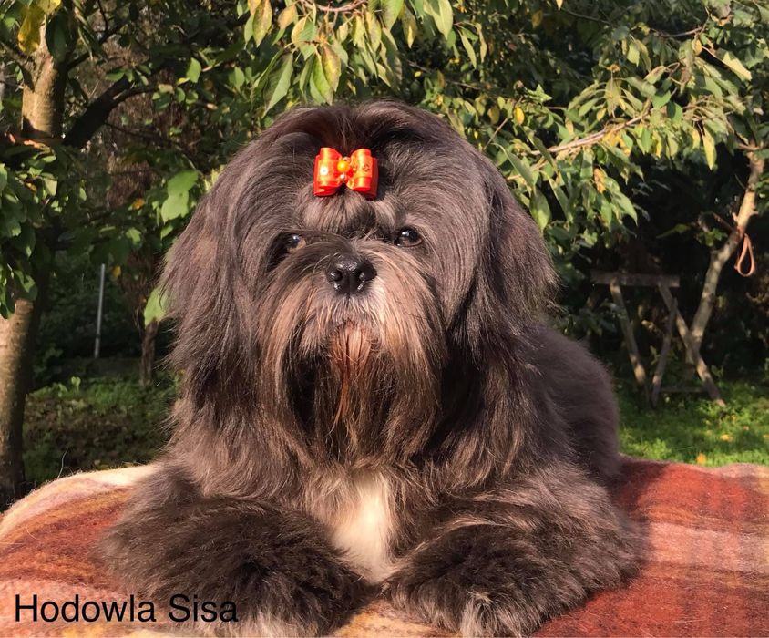 Shih Tzu czarna suczka gen czekoladowy i niebieski